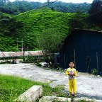 Malajzia teaültetvényein